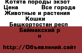 Котята породы экзот › Цена ­ 7 000 - Все города Животные и растения » Кошки   . Башкортостан респ.,Баймакский р-н